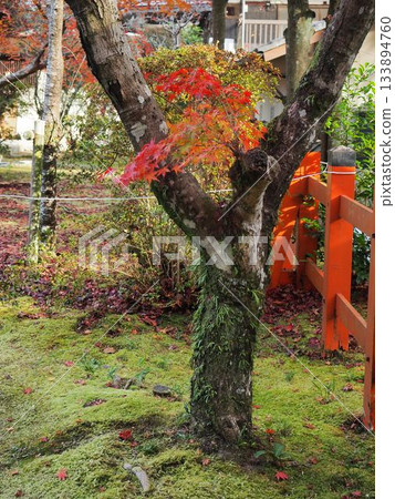 京都大野神社 京都大野神社 133894760