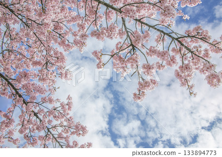 Pink cherry blossoms against the blue sky (with text space) Pink cherry blossoms against the blue sky (with text space) 133894773