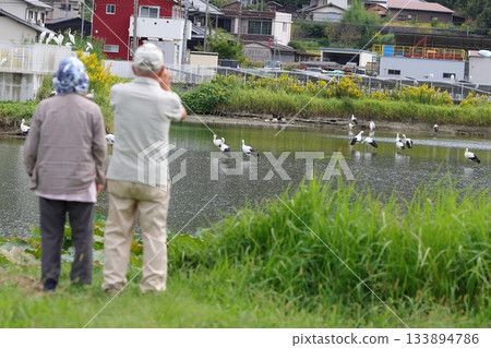 An elderly couple photographing a flock of storks An elderly couple photographing a flock of storks 133894786
