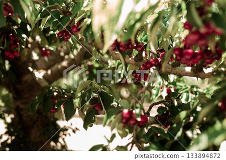 branches of cherry trees with berries in garden 133894872