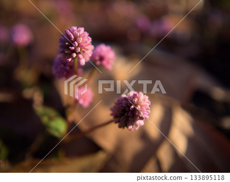 The pretty pink Himeturusoba bloomed in November. The pretty pink Himeturusoba bloomed in November. 133895118