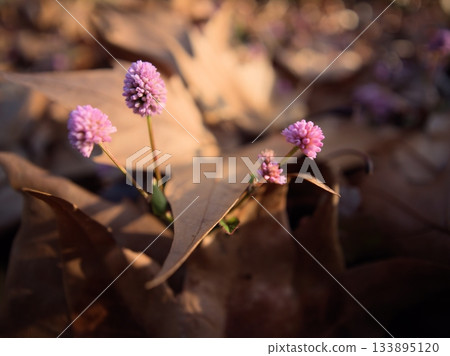The pretty pink Himeturusoba bloomed in November. The pretty pink Himeturusoba bloomed in November. 133895120