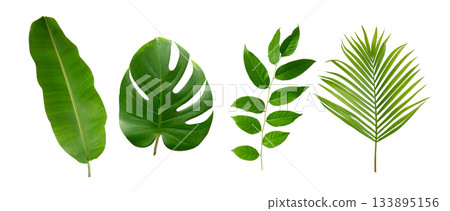 Banana, palm and monstera green leaf tropical plant isolated on white background. 133895156