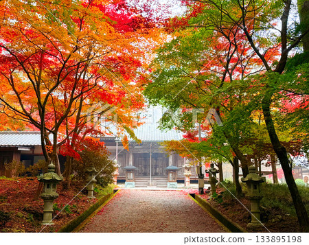 兵庫縣西脅市的西林寺入口處，秋葉層林盡染。 133895198