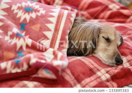 An elderly miniature dachshund sleeping under a blanket on a cold day 133895383