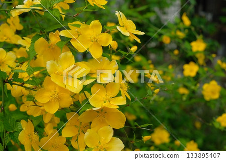 Yamaboki flowers in full bloom Yamaboki flowers in full bloom 133895407