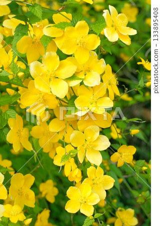 Yamaboki鮮花盛開 133895408