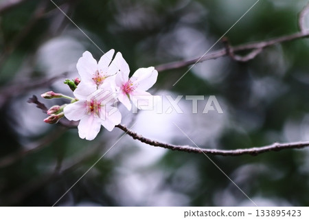 Beautiful cherry blossom landscape Beautiful cherry blossom landscape 133895423