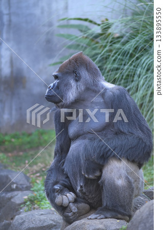 A gorilla modeling for the camera lens with his signature pose A gorilla modeling for the camera lens with his signature pose 133895550