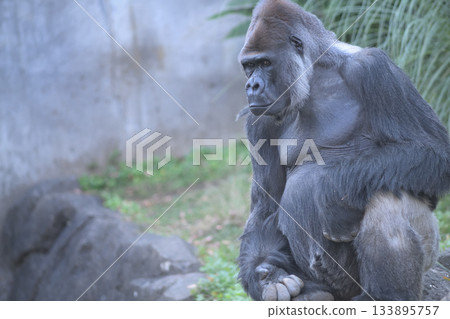 一隻大猩猩低頭看著,疑惑地看著那是什麼。 一隻大猩猩低頭看著,疑惑地看著那是什麼。 133895757