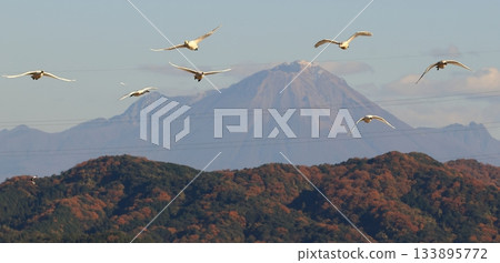 Swans flying against the backdrop of autumn foliage Swans flying against the backdrop of autumn foliage 133895772