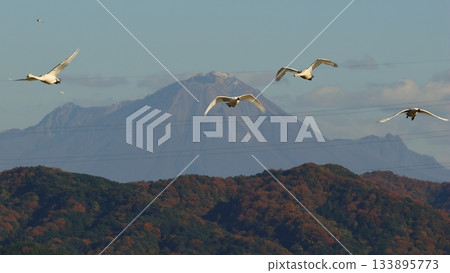 Swans flying against the backdrop of autumn foliage Swans flying against the backdrop of autumn foliage 133895773
