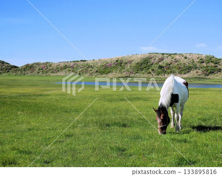 Horses eating soft spring grass at Kusasenrigahama Beach in Aso, Kumamoto Prefecture Horses eating soft spring grass at Kusasenrigahama Beach in Aso, Kumamoto Prefecture 133895816