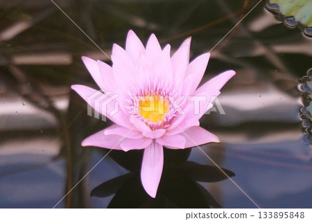 金代植物園熱帶睡蓮 133895848