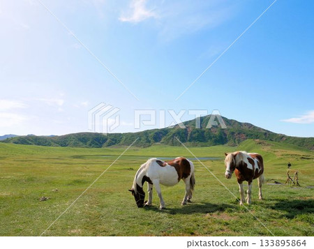 Horses eating grass at Kusasenrigahama Beach in Aso (Kumamoto Prefecture) 133895864