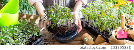 Pricking out, a man transplants young tomato and pepper seedlings into eco pots, transplanting seedlings from plastic containers into peat pots, preparing for spring planting in the ground, banner Pricking out, a man transplants young tomato and pepper seedlings into eco pots, transplanting seedlings from plastic containers into peat pots, preparing for spring planting in the ground, banner 133895888