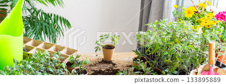 Young green seedlings of tomato and pepper in eco friendly pots, pricking out, transplanting seedlings from plastic containers into peat pots, banner 133895889