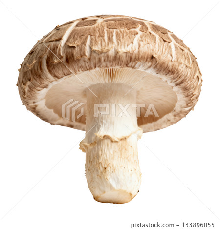 Fresh shiitake mushroom, healthy raw food ingredient. Earthy vegetable close up for delicious gourmet cooking Fresh shiitake mushroom, healthy raw food ingredient. Earthy vegetable close up for delicious gourmet cooking 133896055