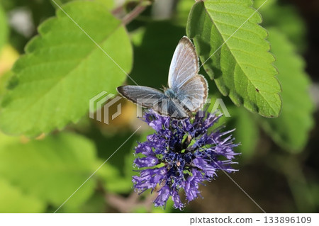 一隻蝴蝶從秋天花園裡盛開的紫色花朵中吸取花蜜 133896109