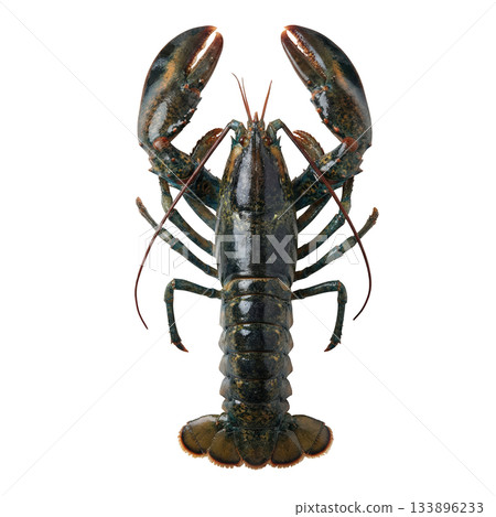 Raw fresh gourmet lobster delicious seafood crustacean from top view perspective ready for cooking and luxury meal 133896233