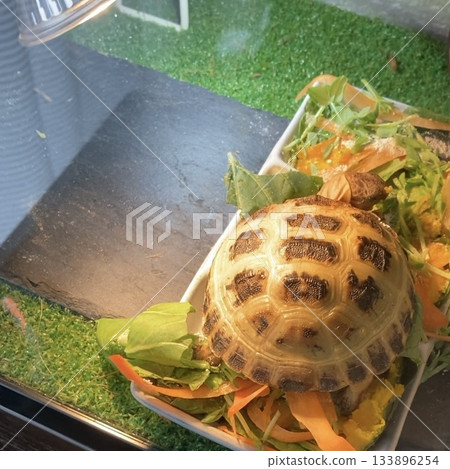 一隻俄羅斯陸龜坐在食盆裡 一隻俄羅斯陸龜坐在食盆裡 133896254