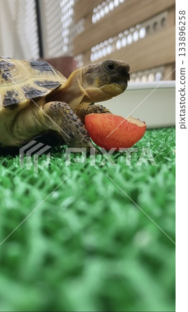 A Russian tortoise eating a cherry 133896258