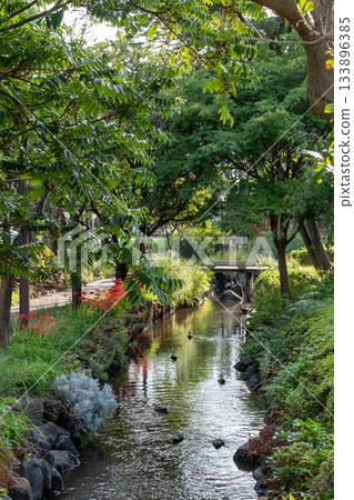 A stream in a lush park A stream in a lush park 133896385