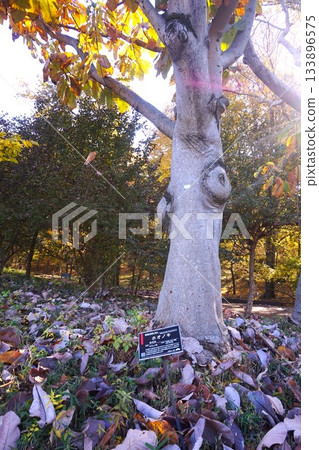 Magnolia tree, Jindai Botanical Garden 133896575