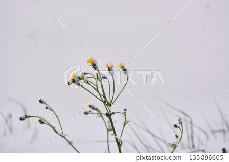 當它是第一場雪 133896605