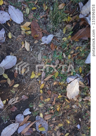 Jindai Botanical Garden: Dead Leaves 133896858