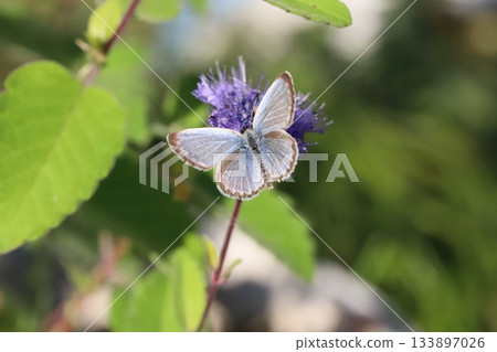 A butterfly sucking nectar from a purple flower of a flower that blooms in the autumn garden A butterfly sucking nectar from a purple flower of a flower that blooms in the autumn garden 133897026