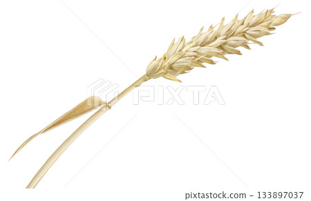 One wheat ear isolated on white background with clipping path One wheat ear isolated on white background with clipping path 133897037