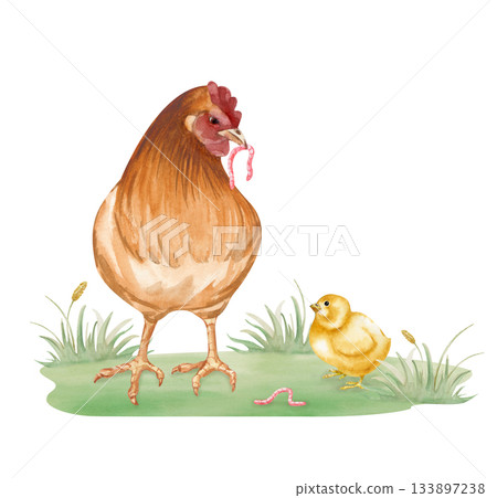 The brown mother hen gives the yellow chicken a worm. Watercolor illustration in natural colors. A chicken family on a green lawn. Realistic poultry yard clipart for decorating farm products and The brown mother hen gives the yellow chicken a worm. Watercolor illustration in natural colors. A chicken family on a green lawn. Realistic poultry yard clipart for decorating farm products and 133897238