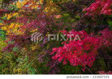 鮮紅的秋葉,秋天的樹木 鮮紅的秋葉,秋天的樹木 133897335
