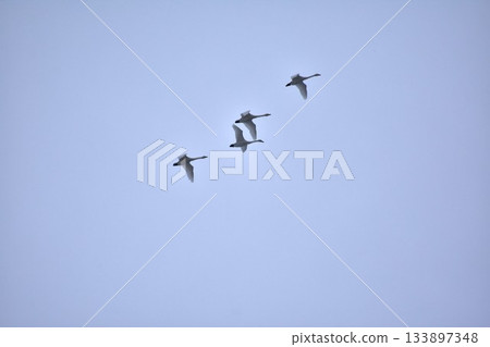 Swan migration Swan migration 133897348
