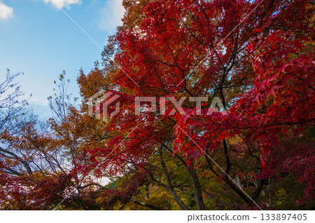 鮮紅的秋葉，秋日美景 133897405