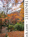 Autumn leaves in Hanaine Canyon 133897441