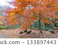 Autumn leaves in Hanaine Canyon 133897443