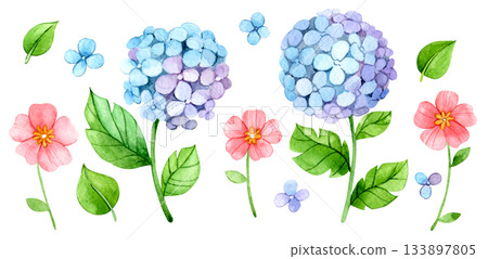 A set of watercolor illustrations with blue hydrangea flowers and leaves A set of watercolor illustrations with blue hydrangea flowers and leaves 133897805