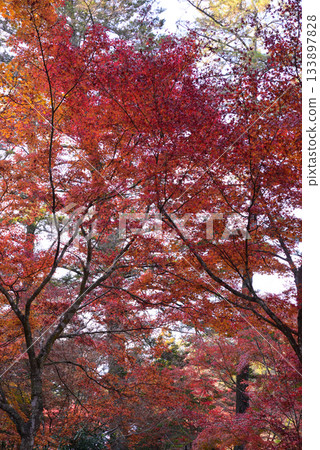 Miyajima, Momijidani Park in Aki Miyajima, Momijidani Park in Aki 133897828