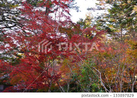 宮島、安藝紅葉谷公園 宮島、安藝紅葉谷公園 133897829
