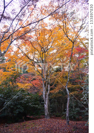 宮島、安藝紅葉谷公園 宮島、安藝紅葉谷公園 133897830