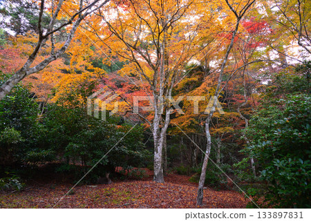 宮島、安藝紅葉谷公園 宮島、安藝紅葉谷公園 133897831