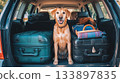 Happy golden retriever mix dog is sitting proudly between two large suitcases in open trunk of an SUV, ready for road trip or vacation. Traveling with animals, car travel, road trip 133897835