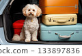 Cute maltipoo dog sits in open car trunk next to stack of colorful vintage suitcases, ready for journey. Traveling with animals, car travel 133897836