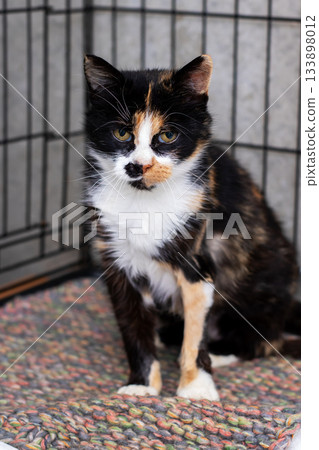 Wary calico feline with mixed fur colors surveys surroundings from indoor shelter environment Wary calico feline with mixed fur colors surveys surroundings from indoor shelter environment 133898012