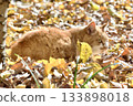 A cat sitting on a carpet of fallen leaves 133898018