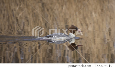 Female common merganser swimming gracefully in the calm waters of a Dutch wetland habitat during a sunny afternoon 133898019