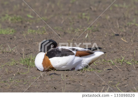 Common shelduck resting quietly on the ground in Eempolder, Netherlands during a sunny day Common shelduck resting quietly on the ground in Eempolder, Netherlands during a sunny day 133898020