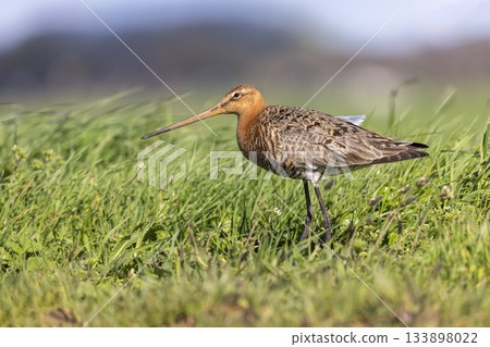 Black-tailed godwit foraging in a grassy field of the Netherlands during springtime 133898022